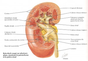Comment savoir si vos reins fonctionnent sans prise de sang Comment savoir si vos reins fonctionnent sans prise de sang
